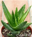 Aloja vera – lat. Aloe vera